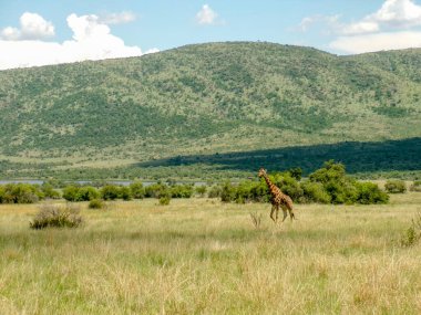 Pilanesberg Ulusal Parkı 'nda arka planda yeşil tepelerle açık ovada yürüyen zürafa. Güney Afrika.
