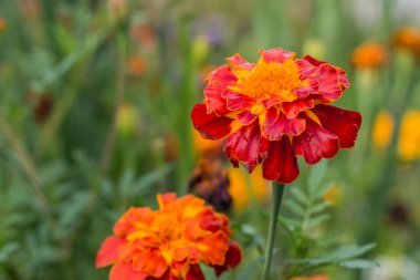 Güzel marigolds Glade