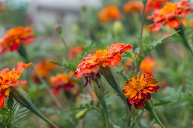 Güzel marigolds Glade