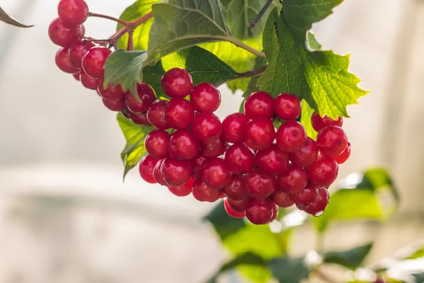 Горстка красных ягод вибурнума — стоковое фото
