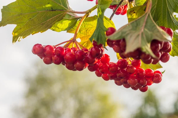 Горстка красных ягод вибурнума — стоковое фото