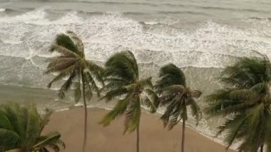 İnsansız hava aracı deniz kıyısındaki palmiye ağaçlarının üzerinden uçar, sahile uçar, dalgalar saçar ve uçsuz bucaksız ufka bakar. Dalgalı denizin ve palmiye ağaçlı kumsalın tek renkli resmi