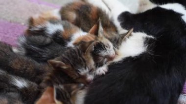 Süt içen küçük kedi yavrularına yakın çekim. Kedi yavruları sütle besler. 6 kedi yavrusu anne kedinin yanında uyur.
