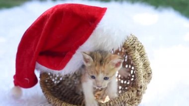 Şirin kedi yavrusu Noel sepetinden çıkar ve yere bırakır.