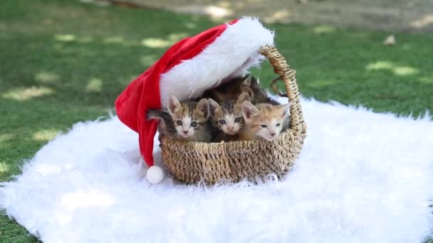 Χαριτωμένα Γατάκια Κάθονται Ένα Ψάθινο Καλάθι Διακοσμημένα Για Χριστούγεννα Χνουδωτά — Αρχείο Βίντεο