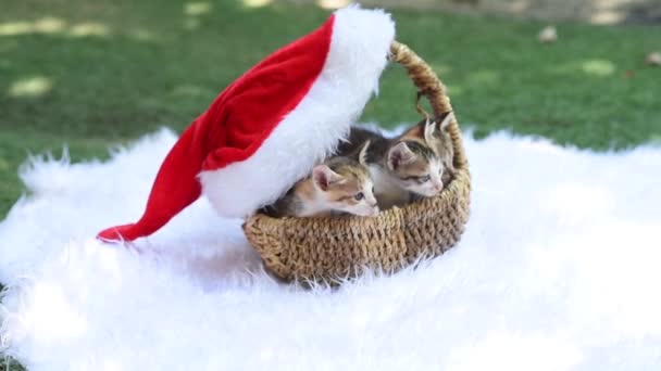 Schattige Kittens Zitten Een Rieten Mandje Versierd Voor Kerstmis Pluizige — Stockvideo