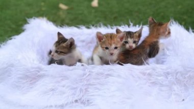 Şirin kediler beyaz kürklü bir sepetin içinde oturur ve hareketleri takip ederler, sevimli kulaklı bebekler kameraya bakar. 6 sevecen kedi beyaz kürk bir yatakta oturur.