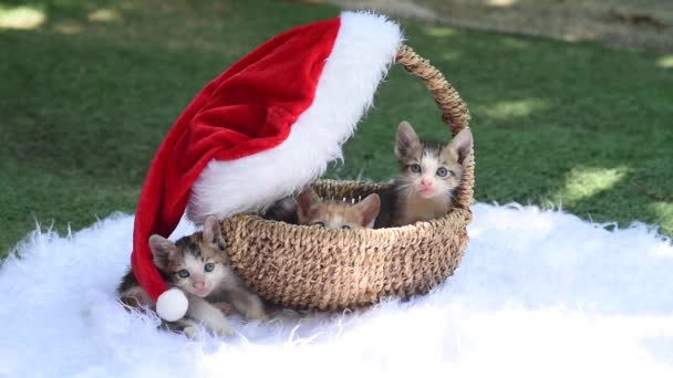 Trzy Słodkie Kocięta Siedzą Koszyku Urządzone Boże Narodzenie Nowy Rok — Wideo stockowe