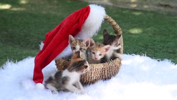 Χαριτωμένα Γατάκια Κάθονται Ένα Καλάθι Διακοσμημένα Για Χριστούγεννα Και Την — Αρχείο Βίντεο