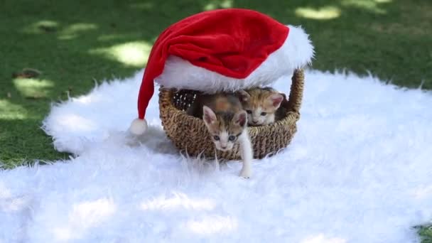 Gatinhos Bonitos Sentar Uma Cesta Natal Gatinhos Bonitos Fugir Permanece — Vídeo de Stock