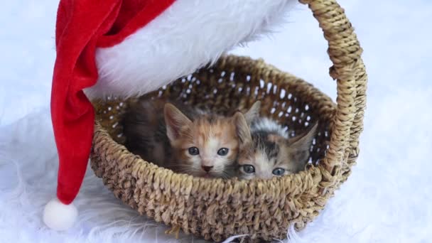 Zbliżenie Słodkie Kocięta Koszyku Świątecznym — Wideo stockowe