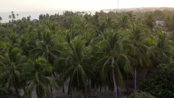 Drone Vole Bas Dessus Une Multitude Cocotiers Verts Avec Mer — Video