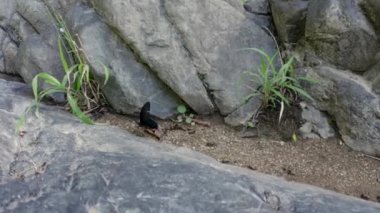 Büyük siyah kelebek kayalarda kumların üzerinde oturuyor ve arıların etrafında uçuyor.