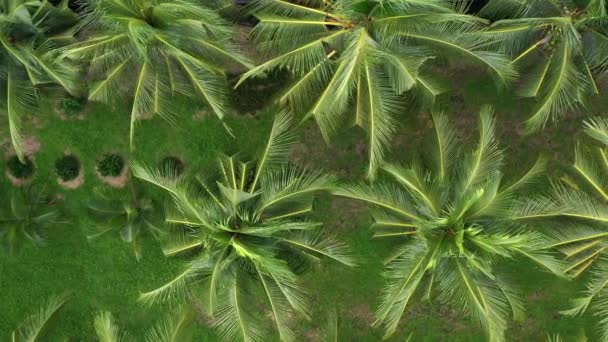 Dron Lata Nad Drzewami Kokosowymi Piękna Natura Widok Lotu Ptaka — Wideo stockowe