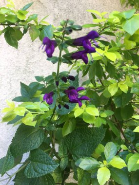 Bilge guaranitica çiçeğinin yakın çekimi