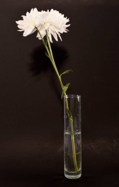 Cam vazoda beyaz kasımpatılar