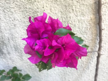 Santa Rita 'nın pembe çiçekleri