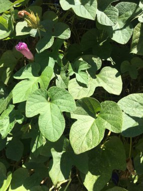 Menekşe çiçeklerini kapatın. Ipomoea