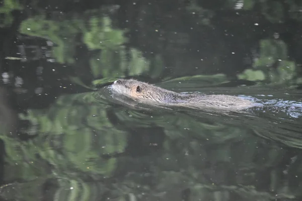 One Otter Swimming Lake — Fotografia de Stock