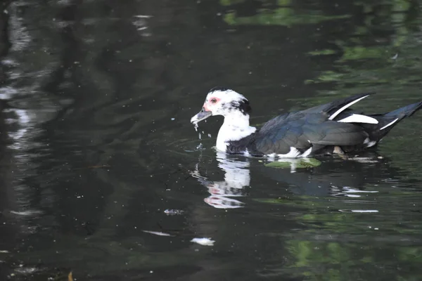 Enten Auf Dem See — Stockfoto