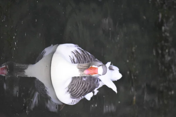 Canards Sur Lac — Photo