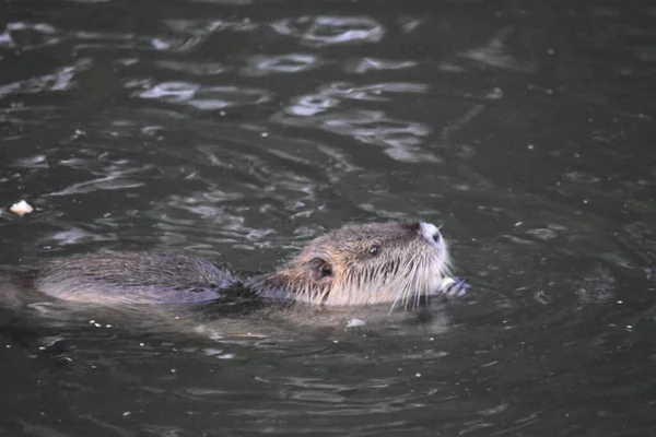 One Otter Riverbank — Foto Stock