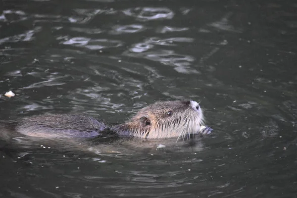 Une Loutre Sur Rive — Photo