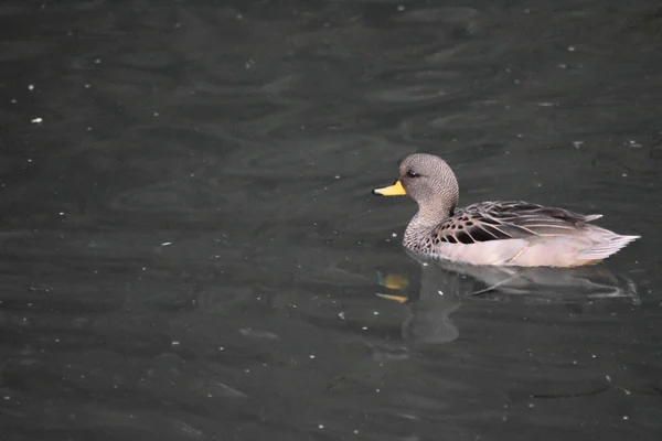 Canards Sur Lac — Photo