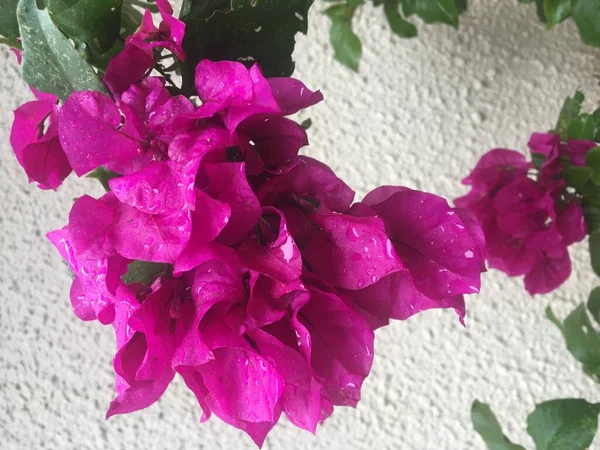 Rózsaszín Virágok Mikulás Rita — Stock Fotó