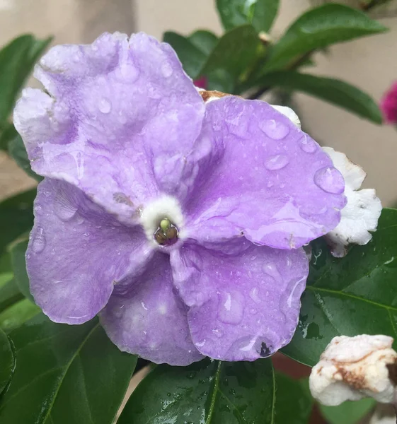 Primer Plano Flor Perfumada Una Variedad Jazmín —  Fotos de Stock