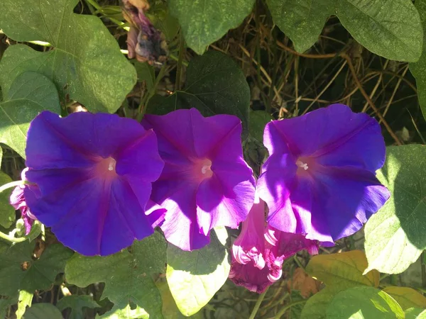 Primer Plano Flores Violetas Ipomoea —  Fotos de Stock