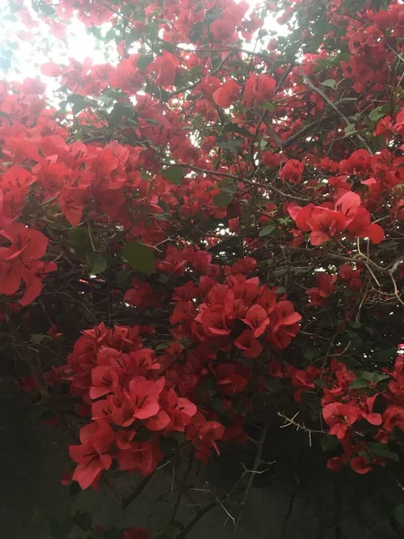 Primer Plano Una Flor Rosa Santa Rita — Foto de Stock