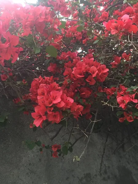 Primer Plano Una Flor Rosa Santa Rita — Foto de Stock