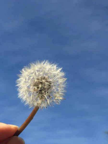 Gros Plan Des Graines Taraxacum Officinale — Photo