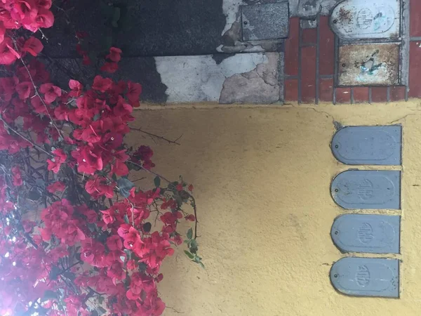Gros Plan Une Fleur Rose Santa Rita — Photo