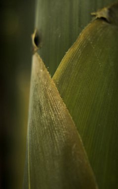 Makrofotoğrafçılık. Bir bitkinin dalının ayrıntıları