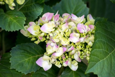 bir ortanca pembe çiçekler