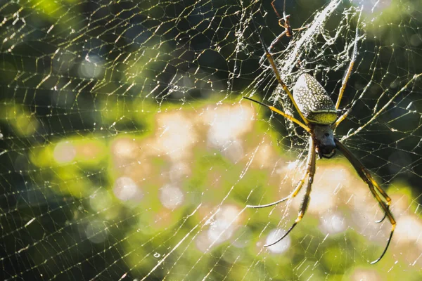 One Spider Its Web — Stock Photo, Image