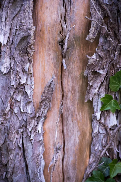 정원가꾸기 나무껍질 — 스톡 사진