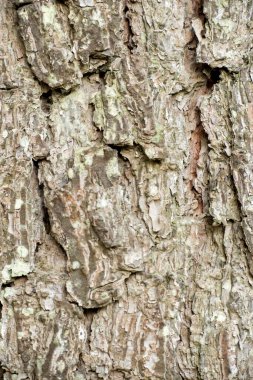 Bir ağacın kabuğunun dokusuna yakın çekim