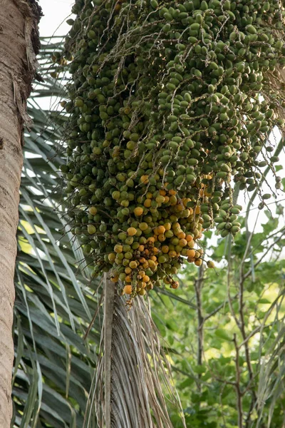 Date Una Palma — Foto Stock