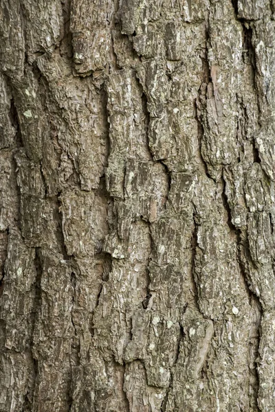Close Textura Casca Uma Árvore — Fotografia de Stock