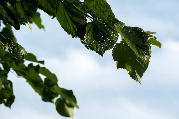 Зеленые Листья Липы — стоковое фото