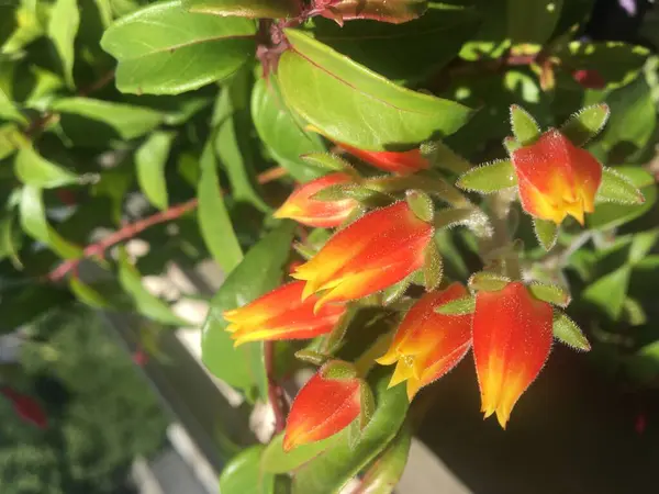 Flores Rojas Amarillas Jardín — Foto de Stock