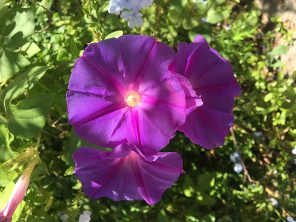 Violetta Blommor Växten Ipomoea Lila Snödroppar — Stockfoto