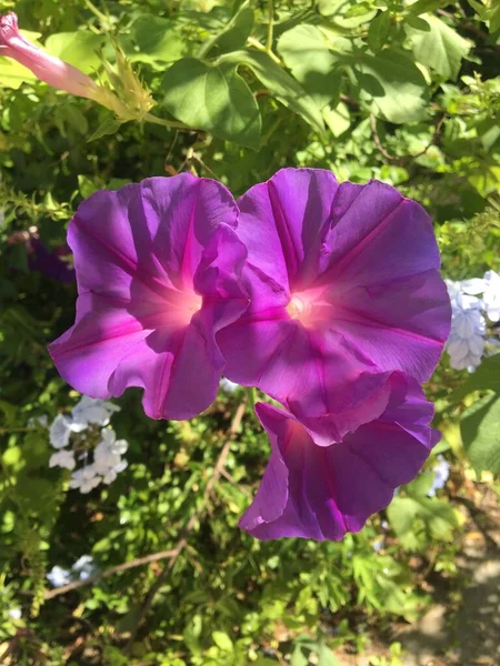 Flores Violetas Planta Ipomoea Flores Nieve Púrpura —  Fotos de Stock