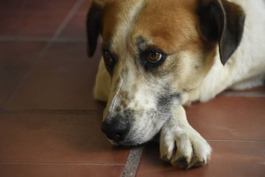 Beyaz ve kahverengi bir köpeğin portresi
