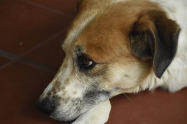 Beyaz ve kahverengi bir köpeğin portresi