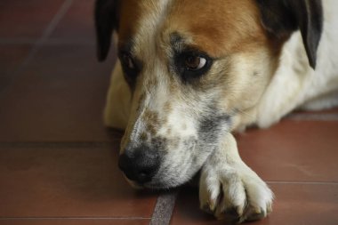 Beyaz ve kahverengi bir köpeğin portresi