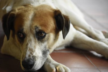 Beyaz ve kahverengi bir köpeğin portresi